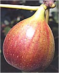 Ficus carica 'Texas Everbearing' - Fig